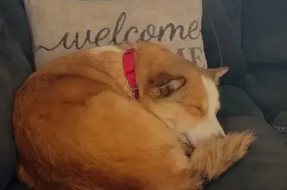 Lost female dog, Northwest 107th Court, 805, Ocala Estates - orange and white, long hair - photo