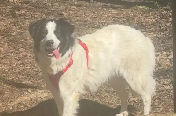 Lost female dog, Country Club Drive Northeast, Concord - white coat with black markings - photo