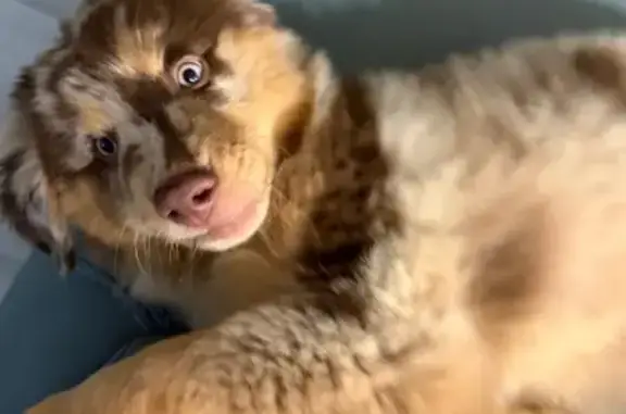 Lost Male Dog, West Silver Springs Boulevard, Ocala - photo