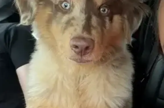 Lost male dog, South Pine Avenue, 7175, Ocala - red merle Australia shepherd - photo