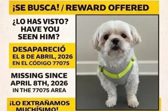 Lost male dog, Swiss Lane, Houston - fully white and neutered - photo