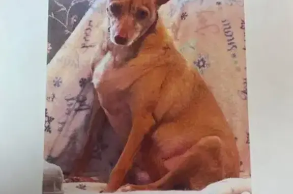 Lost female dog, General Anderson Court, Sharpsburg - medium size with pointy ears - photo