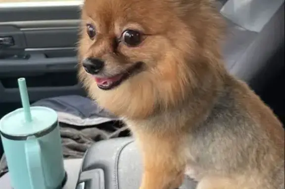Lost Dog, Terrace Road Northeast, Blaine - Male Pomeranian with Red Collar - photo