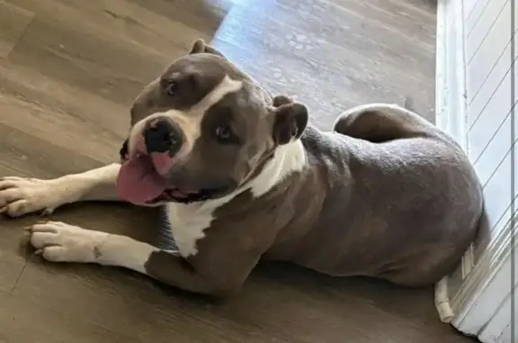 Lost female dog, Byron Road, Memphis - grey with light brown eyes - photo