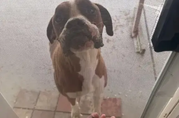 Lost Male Dog, Cowichan Road, Apple Valley - friendly and hyper - photo