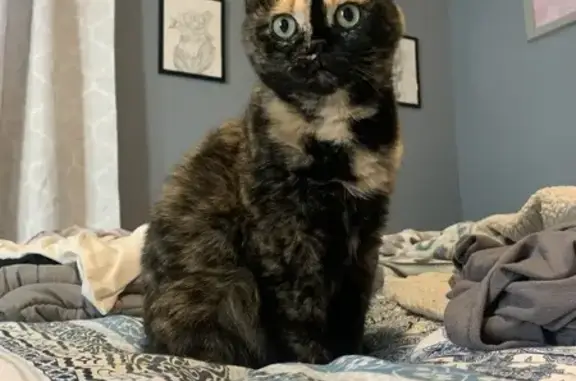 Lost female cat, Ballycastle Place, Fort Wayne - tortie with black and yellow/gold fur - photo