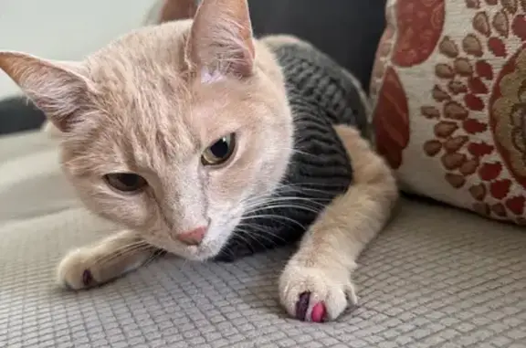 Lost female cat, Peachtree Parkway Northwest, Peachtree Corners - tan, sandy, orange tabby - photo