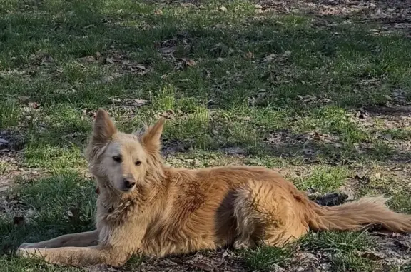 Lost female dog, Hollywood Branch Road, Chapmanville - blonde with red collar - photo