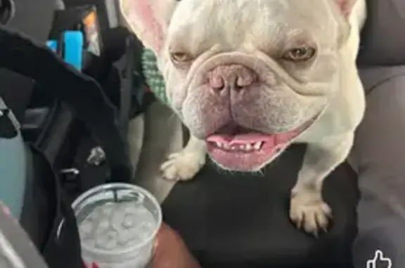 Found dog Richmond, photo: Found male dog, Chamberlayne Road, Richmond - Cream French bulldog