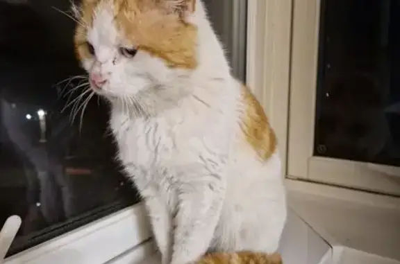 Found male cat, Thopson Garden...