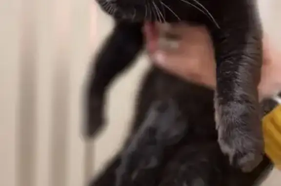 Пур чорного кольору, фігура як сарделька ("не груша"), кінчик хвоста обрубаний ("тупий", з невеличкою гулею), трохи схожий на британця. На задніх лапах середні кігті довші за інші. Був у рожево-коричневому нашийнику з білим жетоном з qr-кодом. Втік 05.04 о 19:00. В останнє його бачили в ЖК Панорама на Печерську, де він в паніці бігав зі сторони в сторону. Є ймовірність, що міг бігти далі, в сторону військової бази та будинку на Лесі Українки 28