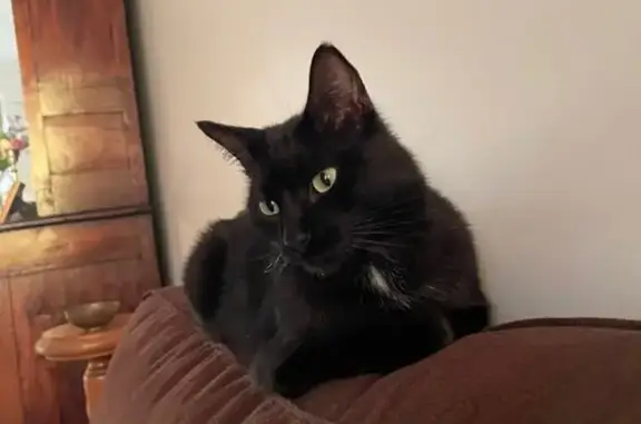 Animaux perdus Chamalières, photo: Perdu Chat Femme, Boulevard Gambetta, 29, Chamalières - chatte noire