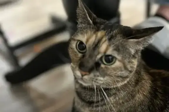 Lost female cat, Needmore Road, Clarksville - orange markings - photo