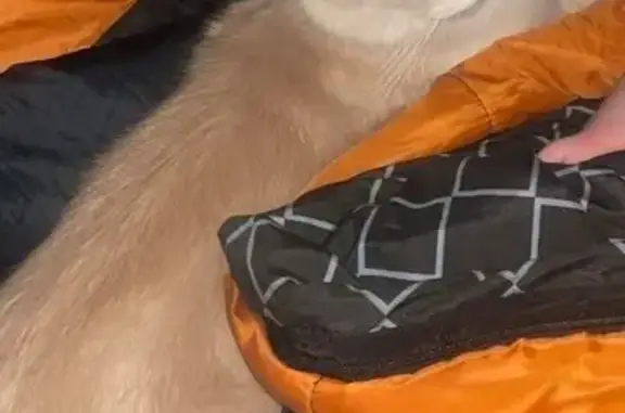 Lost male cat, Benalla, Victoria - photo