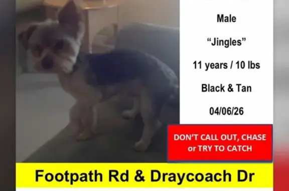 Missing dog Male, Lowell (usl534598) - photo