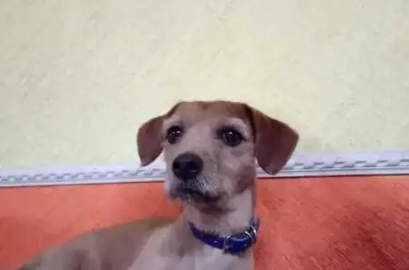 Búsqueda de mascotas, foto: Perdido perro masculino, Calle Oriente 1, Nezahualcóyotl - ojos café claro