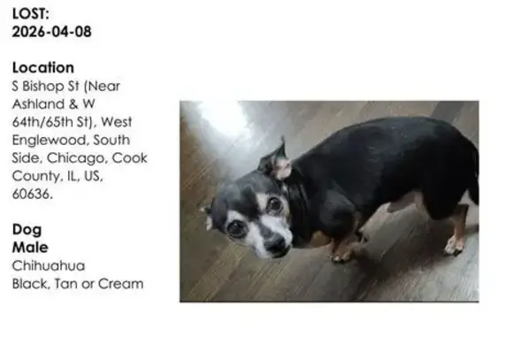 Lost male dog, South Bishop Street, Chicago - timid and small - photo