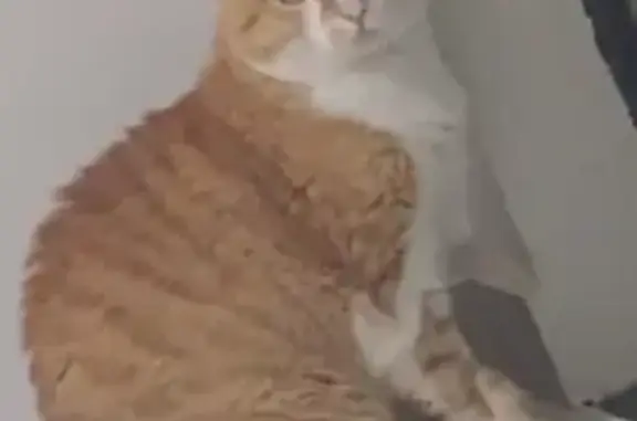 Gato desaparecido Macho (brl002604) - photo