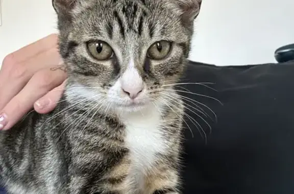 Animaux perdus Étampes, photo: Perdu Chat, Rue Evezard, Étampes - Nougat, tigré