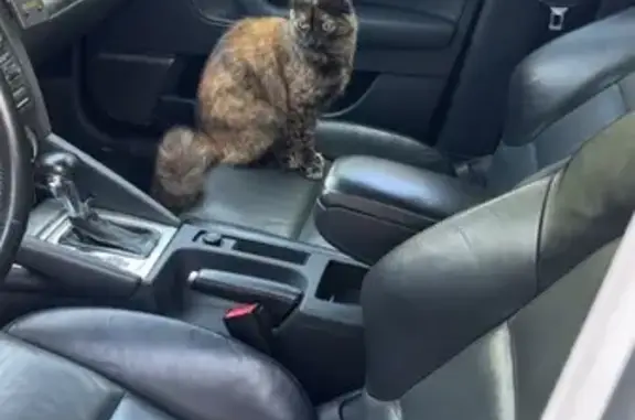 Perdu chat femelle, Évreux, Orléans - écaille de tortue - photo