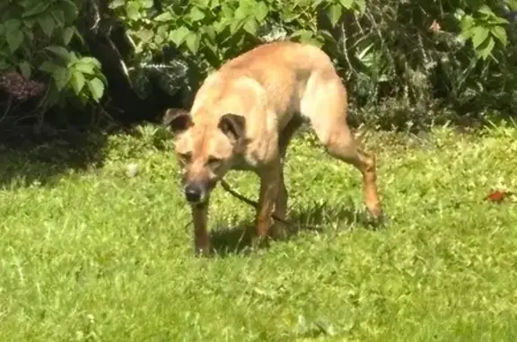 Perdu Chien, Impasse de Kerbois, Auray - craintif mais très gentil - photo