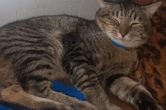 Lost male cat, Irvine Avenue, Pretoria - photo