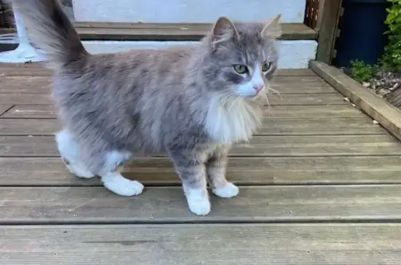 Animaux trouvés Plédéliac, photo: Trouvé Chat, Dle Bas Mévite, 22, Plédéliac - poils longs gris beige