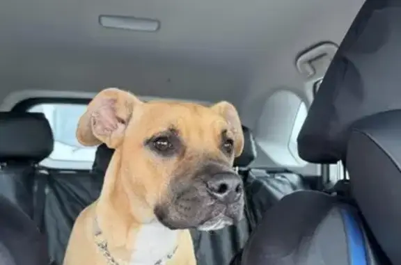 Lost pets Melbourne, photo: Lost dog, Melbourne