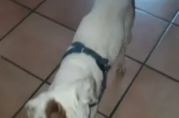 Chien trouvé La Bonneville-sur-Iton, photo: Trouvé Chien homme, Allée des Genêts, Caugé - banc et un peu de beige