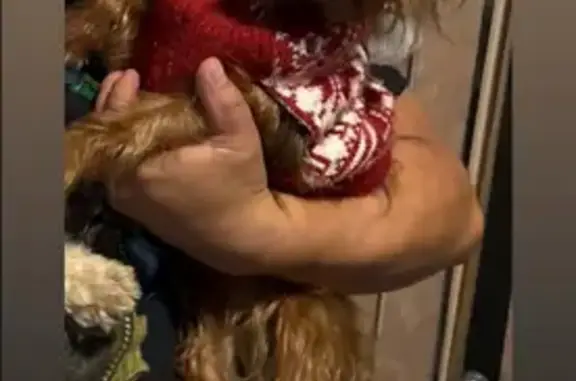 Missing dog Female, Scranton (usl534603) - photo