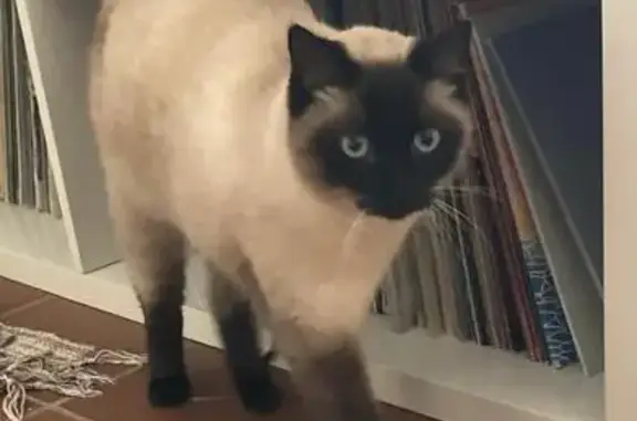 Animaux perdus Nîmes, photo: Perdu chat homme, Impasse du Cade, Nîmes - siamois seal point