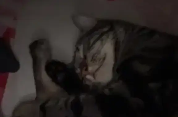 Lost pets Burwood, photo: Lost male cat, Burwood Road, Burwood - very friendly with M shape on head