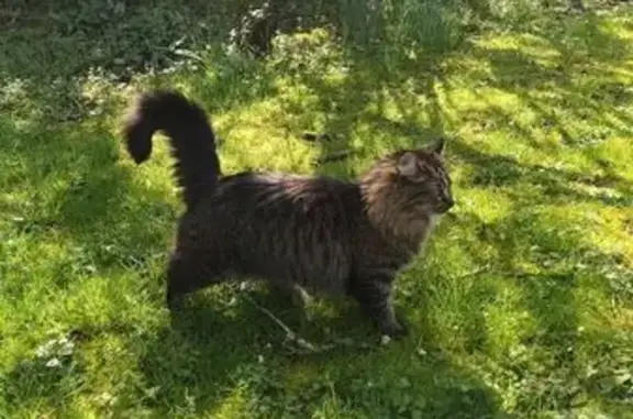 Chat perdu, Rue Fleury, Reuilly - poils longs - photo