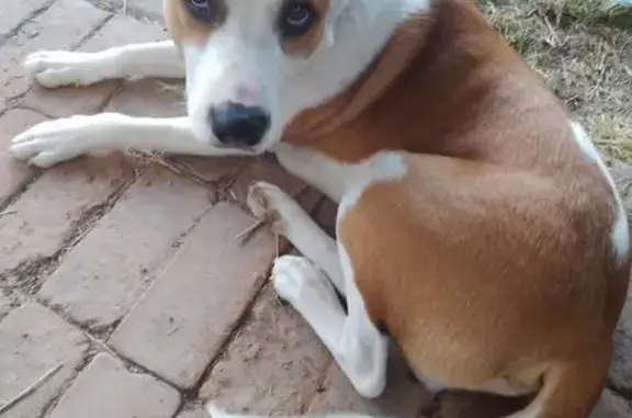 Lost male dog, Sunny - white and brown mixed breed - photo