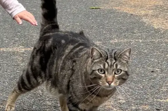 Chat perdu, Rue Roland Tylipski, Bordeaux - mâle européen tigre - photo