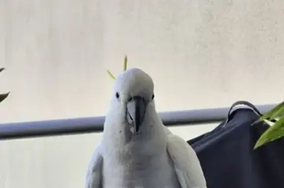 Lost and found pets Australia, photo: Found bird, Turrella Street, 104, Mascot - Cockatoo White and speaks