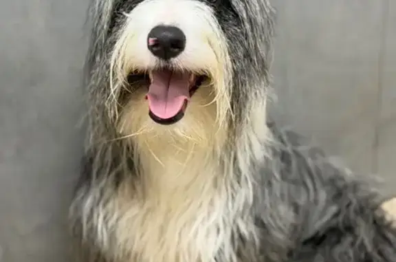 Perro encontrado Almeria, foto: Encontrado perro hembra, El Bobar, Almeria