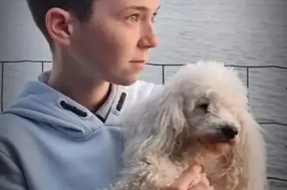 Chien perdu Riantec, photo : Chien perdu, Impasse des 2 Moulins, Riantec - caniche blanc avec collier rose