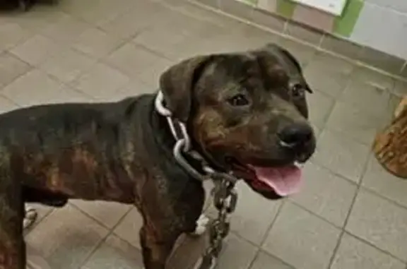 Animaux trouvés Villiers-sur-Orge, photo: Trouvé Chien mâle, Voie du Bois de la Cloche, Villiers-sur-Orge - staff robe noire et marron