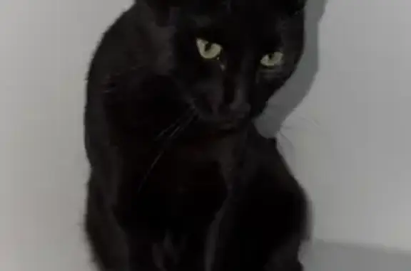Animaux perdus Paris, photo: Chat perdu, Rue du Chevalier d'Allonville, Louville-la-Chenard - mâle européen
