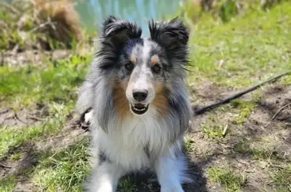 Animaux perdus Bonneville, photo: Chien perdu, Avenue Guy Chatel, 622, Ayse - Shetland mâle castré