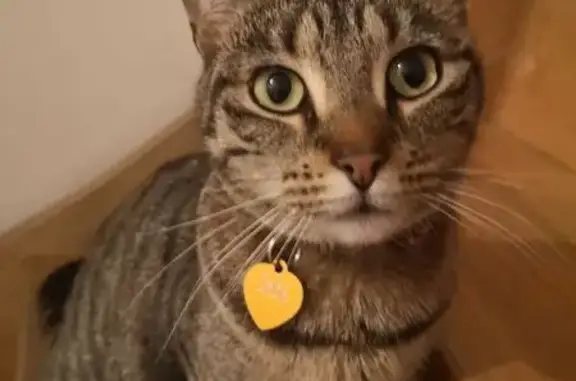 Animaux perdus Toulouse, photo: Chat perdu, Place Marius Pinel, Toulouse - jeune chatte tigrée avec collier orange