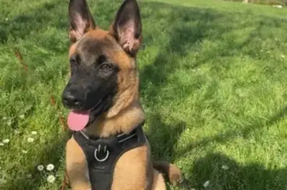 Chien perdu Paris, photo : Perdu Chien, La Tingere, 2 Bis, Pornic - Jeune Malinois