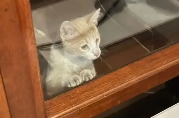 Found cat Midrand, photo: Found cat, Sandton, Midrand - brown and white kitten