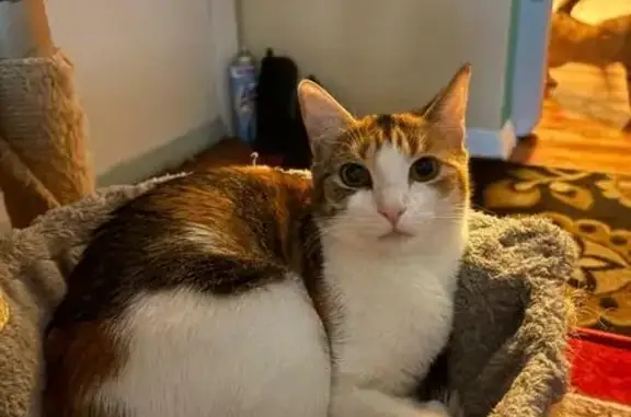 Lost female cat, Ruatan Street, Silver Spring, Arlington - shorthair tabby calico - photo