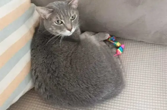 Gata gris, con cabeza y patas atigradas. Es una gata menuda y pequeña de tamaño. Tiene chip. Está enferma y necesita medicación.