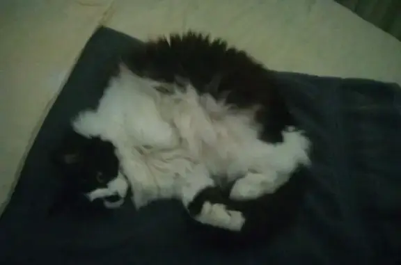 Lost female cat, Chariot Lane, Knoxville - photo