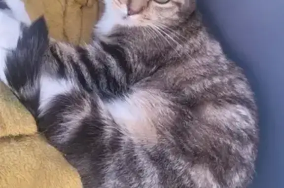 Chat perdu, Lyon, photo: Chat perdu, Rue Calmette, Auby, Lyon - Nala très peureuse