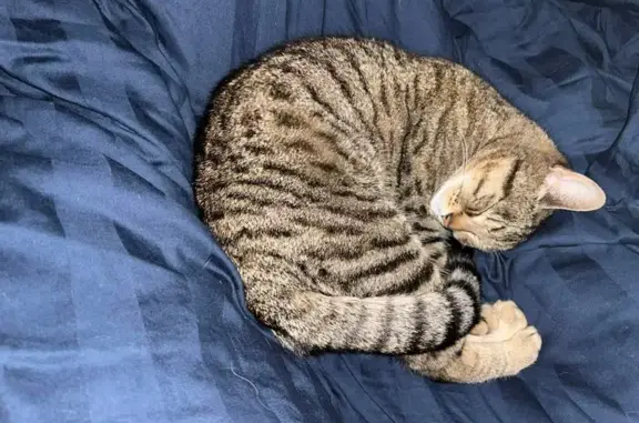 Perdu Chat femelle, Lotissement Bellevue, Branne - tigrée et maigre - photo
