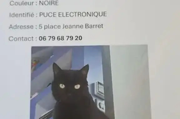 Animaux perdus Saint-Xandre, photo: Perdu Chat homme, Place Jeanne Barret, 7, Saint-Xandre - noir avec crocs du haut apparents
